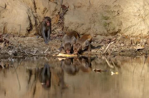 Group of monkey drinking water from pond. Stock Photos
