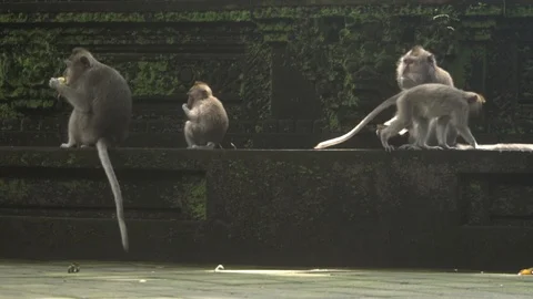 Group of the monkey sits on the stones of the temple in the jungle of Ubud. Stock Footage 104411343