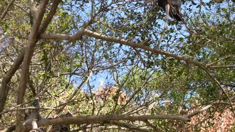 A group of monkeys are jumping and walking on tree in the forest Stock Footage 132681682
