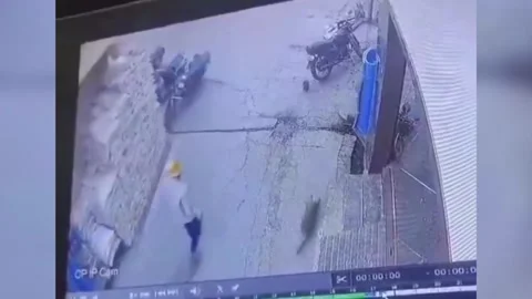 Group of monkeys attack young man outside shop as panic grips locals Stock Footage 325714931