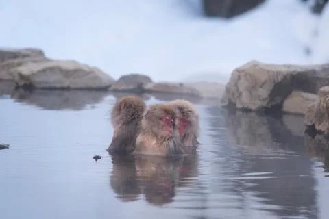 A Group on Monkeys Bathing in Hot Spring Stock Photos