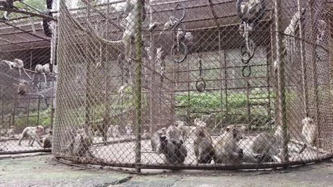 A group of monkeys in a cage Stock Footage 230119089