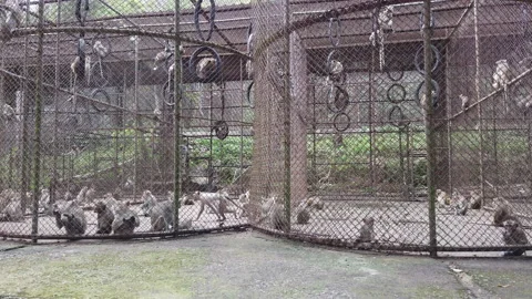 A group of monkeys in a cage Stock Footage 230119095