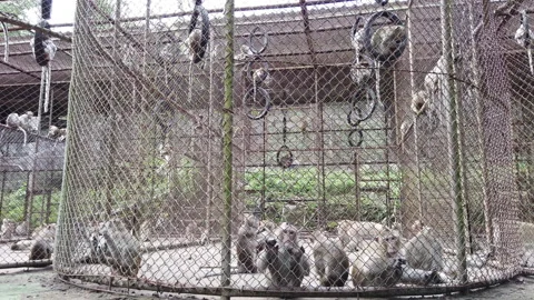 A group of monkeys in a cage Stock Footage 230119103