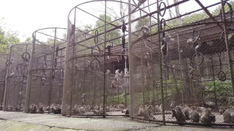 A group of monkeys in a cage Stock Footage 230119119