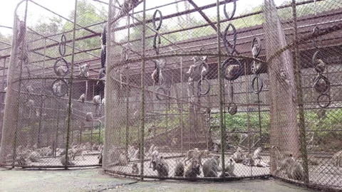 A group of monkeys in a cage Stock Footage 230119150