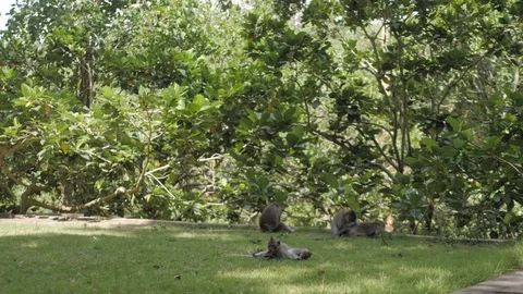 Group of monkeys clean each other in the sanctuary monkey forest, Ubud Stock Footage 129956566
