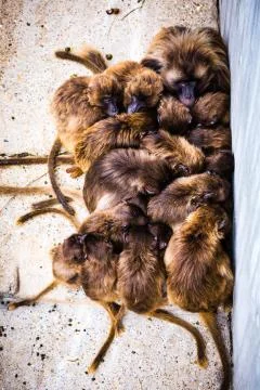 Group of monkeys cuddle Stock Photos