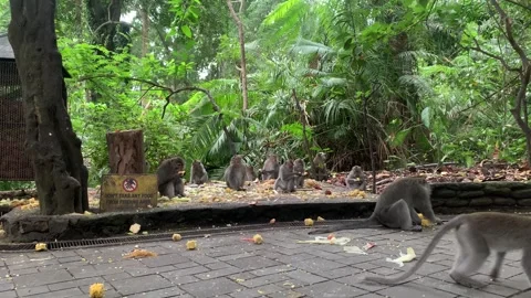 Group of Monkeys Eating Food in Monkey Forest Sanctuary Ubud Bali 4k Stock Footage 346164466