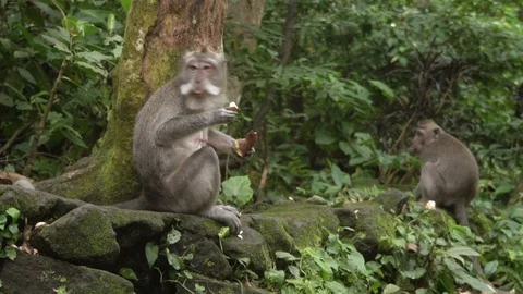 Group of the monkeys eating in Ubud forest, Bali. Stock Footage 104132569