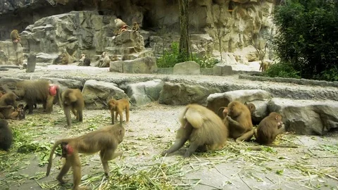 Group Of Monkeys Video stock 106487306