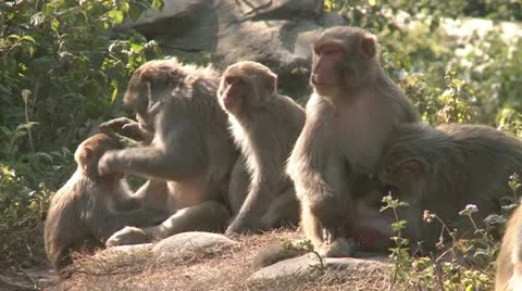 Group of monkeys grooming each other Stock Footage 12233036
