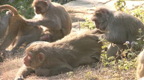 Group of monkeys grooming each other Video stock 12234355