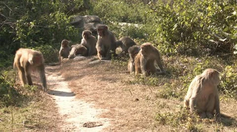 Group of monkeys on ground 스톡 동영상 10579915