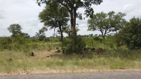 Group of Monkeys on Marula Tree Stock Footage 150411904