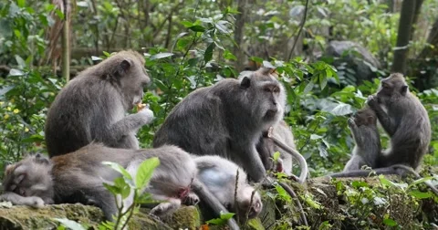 Group of monkeys in Monkey forest Ubud, Bali Stock Footage 58974694