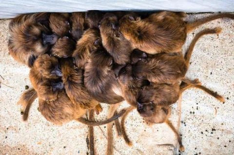 Group of monkeys Stock Photos