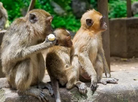 Group of monkeys Stock Photos