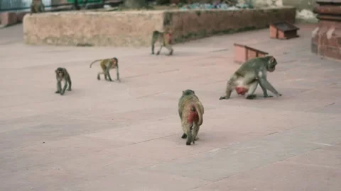 Group of Monkeys Playing Together Outdoors Stock Footage 321025478