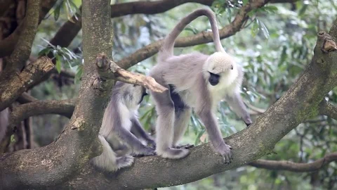 Group of monkeys scratching their body Stock Footage 73792149