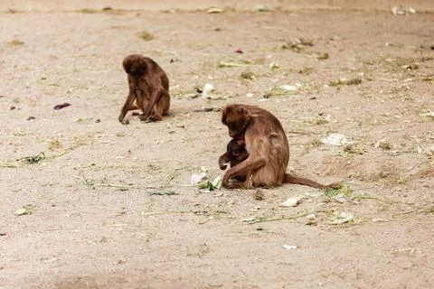 Group of monkeys sit on a rock and eating vegetables in their natural habitat Stock Photos