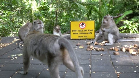 Group of the monkeys sits on the stone floor and eats in Ubud. Stock Footage 104411300