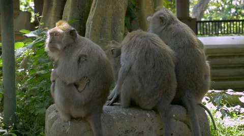 A group of monkeys sitting on a rock with their backs to the camera Stock Footage 56080045