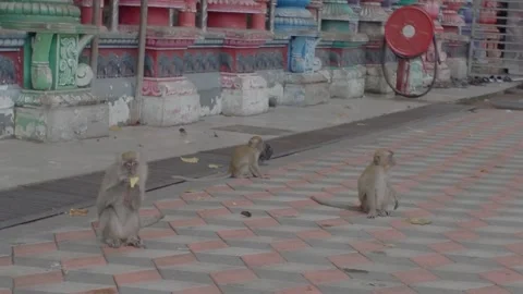 A group of monkeys is sitting in the square in front of the temple, eating. Stock Footage 341838169