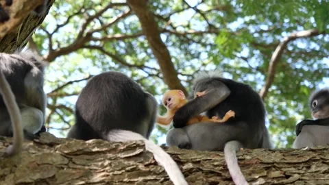 Group of monkeys sitting on tree in the forest Stock Footage 136804087