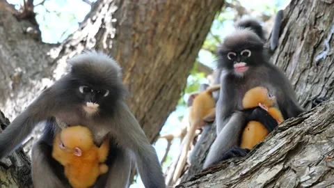 Group of monkeys sitting on tree in the forest Stock Footage 136804699