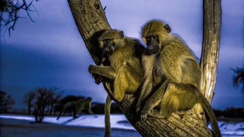 A group of monkeys sleep on tree at night Foto stock