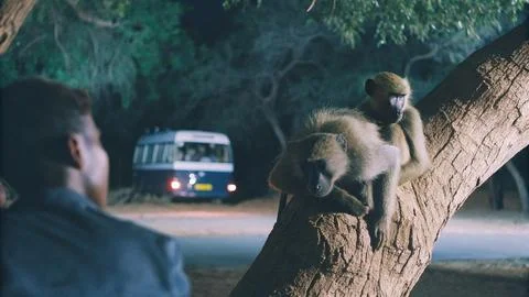 A group of monkeys sleep on tree at night 写真素材