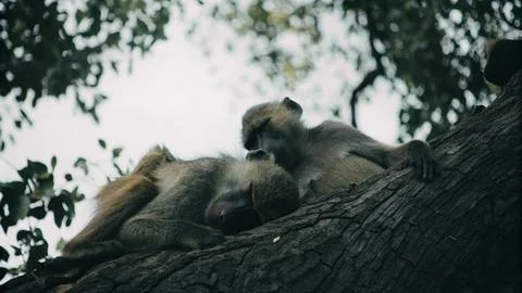 A group of monkeys sleep on tree at night 写真素材