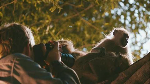 A group of monkeys sleep on tree at night Stockfoto's