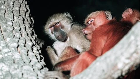 A group of monkeys sleep on tree at night 写真素材