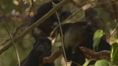 Group of monkeys with their young ones resting on a tree branch Stock Footage 79789742