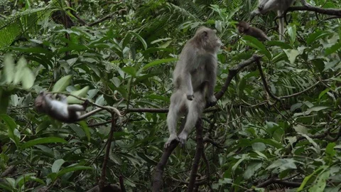 Group of the monkeys on the tree branch. Stock Footage 104411213
