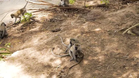 Group of monkeys walking around Stock Footage 78061250
