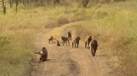 Group of Monkeys walking down dirt road Stock Footage 58353751
