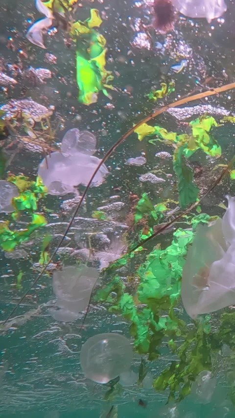 Group of moon jellyfish with green algae drifts in waves below water surface in Видео 331610205
