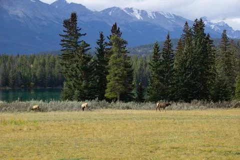 Group of moose in Jasper, Canada Stock Photos