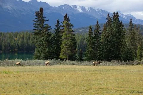 Group of moose in Jasper, Canada Stock Photos