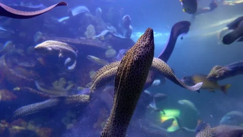 Group of moray eel Video stock 132053091