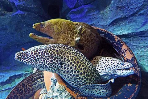 Group of moray eel hiding in a clay pot under the sea Foto stock