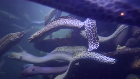 Group of moray eel swimming in deep blue sea Video stock 132184946