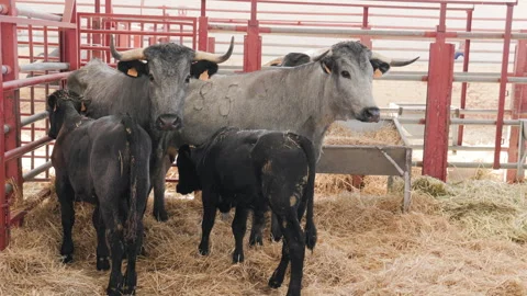 Group of Morucha cows and black calves in indoor livestock pen with feeding Stock Footage 316327465