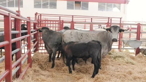 Group of Morucha cows and calf inside livestock pen at Salamaq agricultural fair Stock Footage 316327357