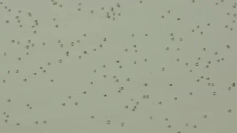 Group of mosquitoes in spring moving on the surface of the water, in the Fuen Video stock 151195047