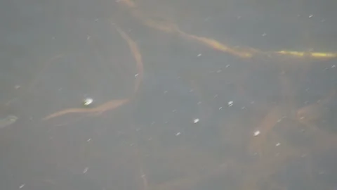 Group of mosquitofish Stock Footage 320004220