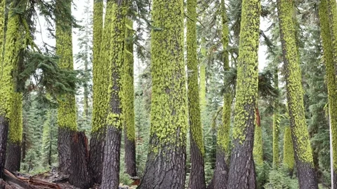 Group of Moss Covered Trees in Tahoe During Winter - Shallow Depth of Field Stock Footage 182732962